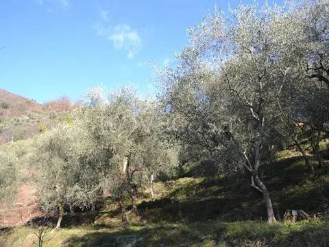immagine annuncio 2 di 4