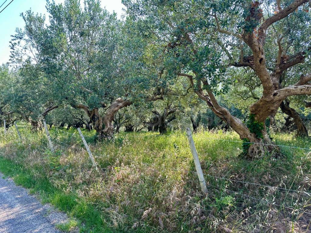 immagine annuncio 11 di 15
