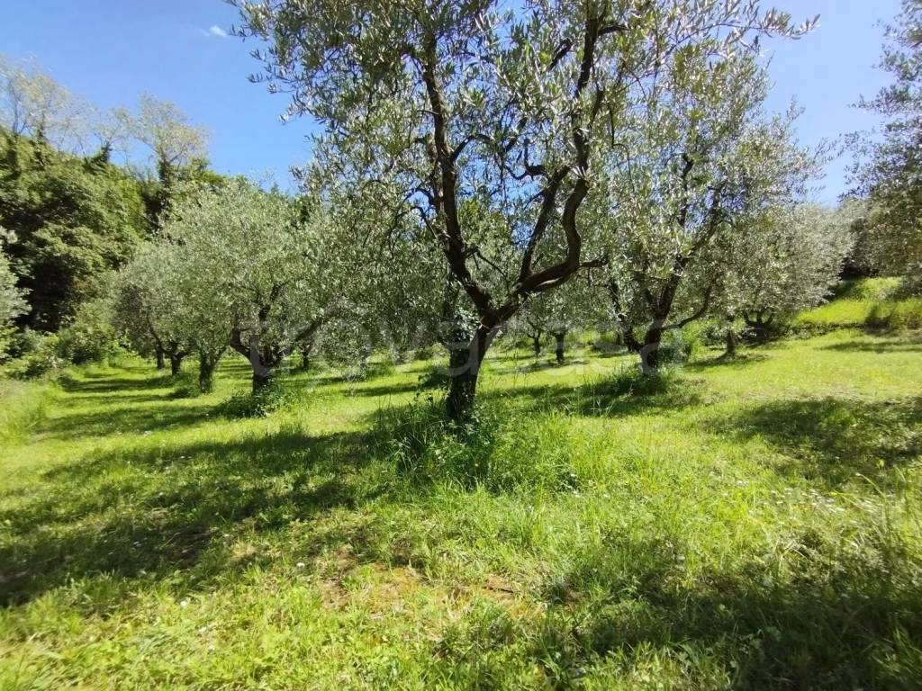 immagine annuncio 2 di 13