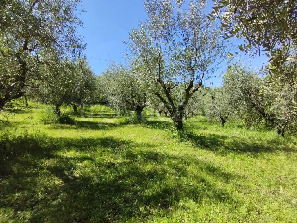 immagine annuncio 3 di 13