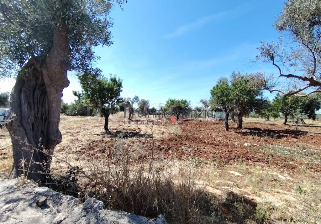 immagine annuncio 6 di 7