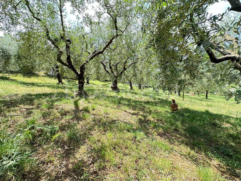 immagine annuncio 12 di 14