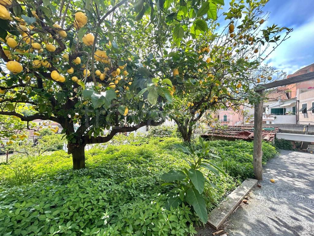 immagine annuncio 4 di 8