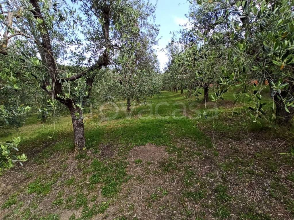 immagine annuncio 9 di 12