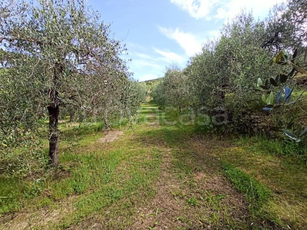 immagine annuncio 6 di 11