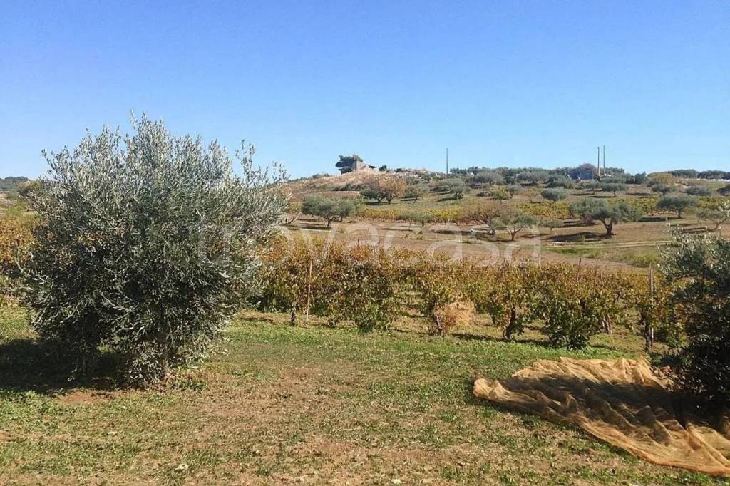 immagine annuncio 10 di 12