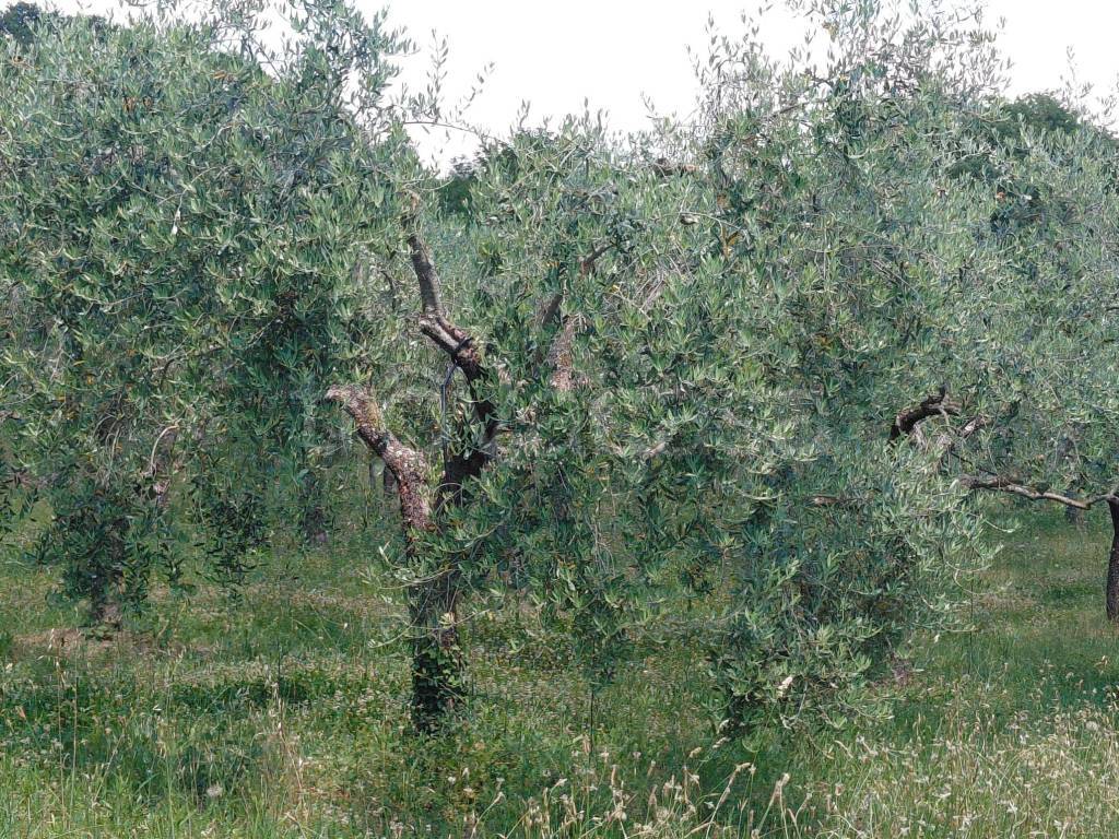 immagine annuncio 7 di 8