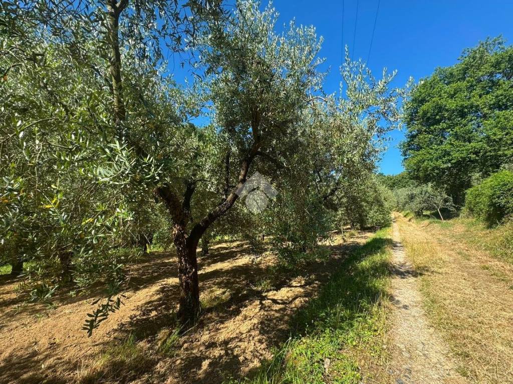immagine annuncio 4 di 6