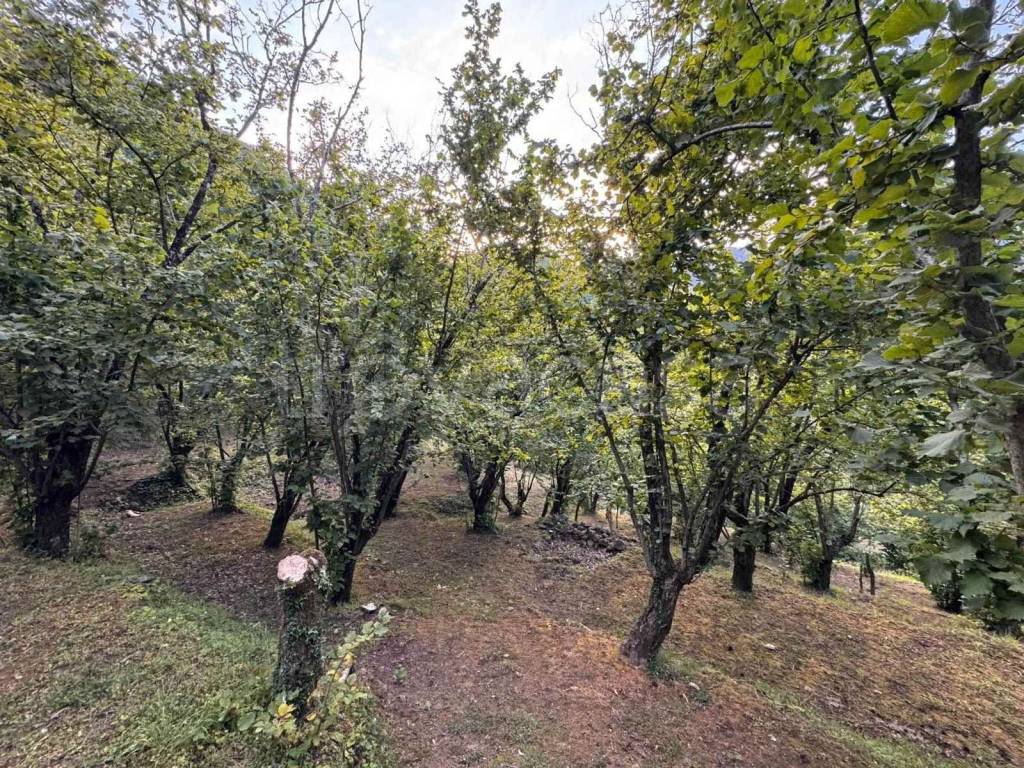 immagine annuncio 2 di 8