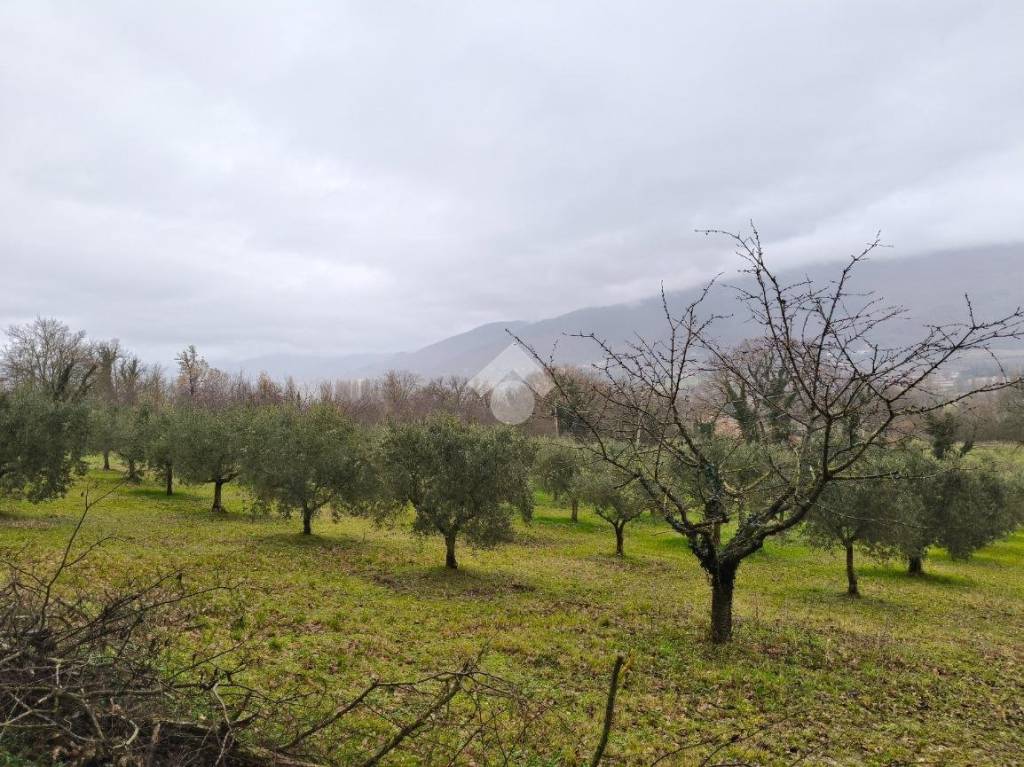 immagine annuncio 3 di 8