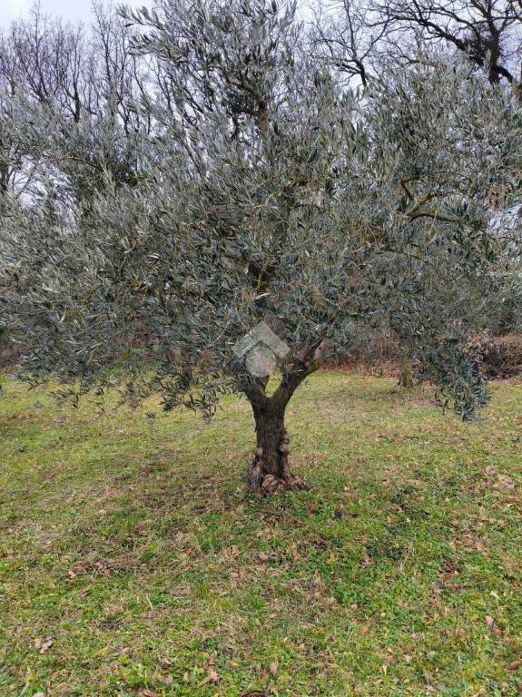 immagine annuncio 5 di 8
