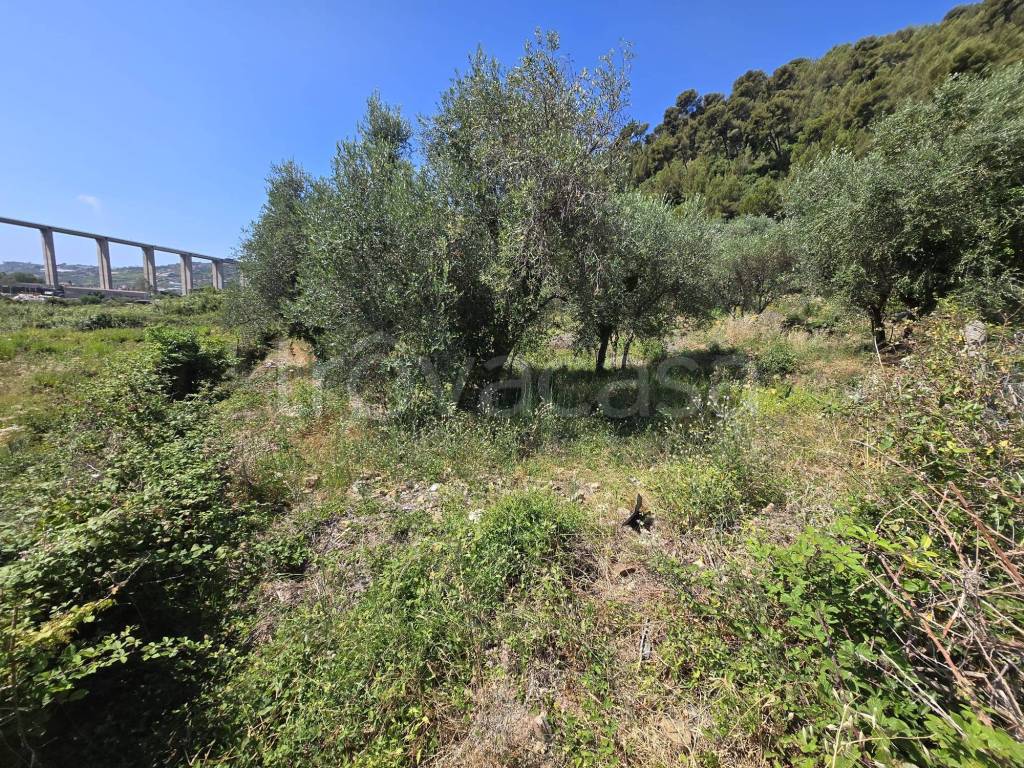immagine annuncio 9 di 12