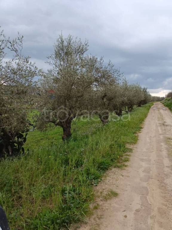 immagine annuncio 8 di 14