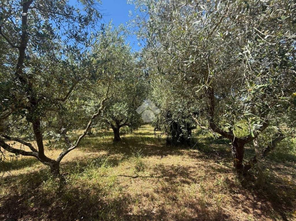 immagine annuncio 6 di 12