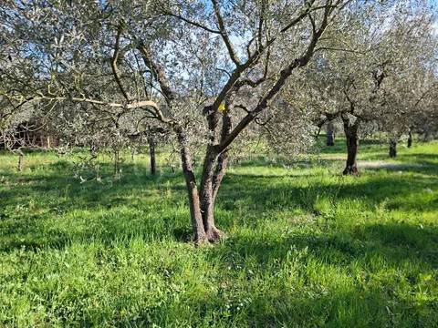 immagine annuncio 3 di 8