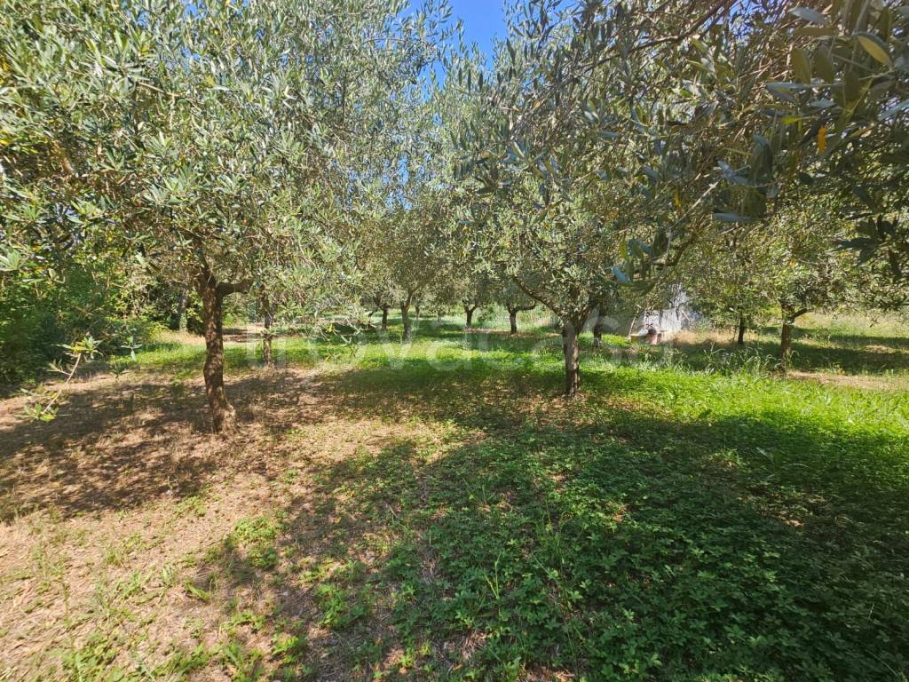 immagine annuncio 9 di 14