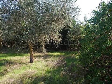 immagine annuncio 2 di 7