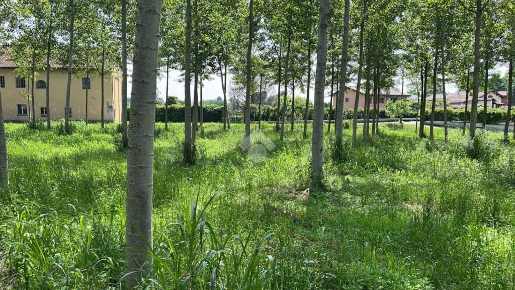 immagine annuncio 6 di 11