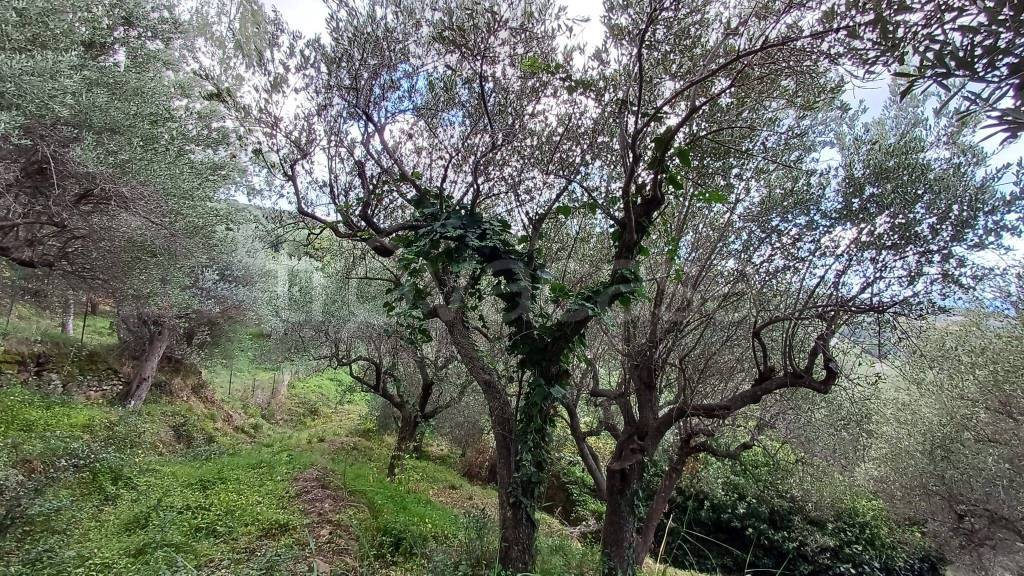 immagine annuncio 5 di 9