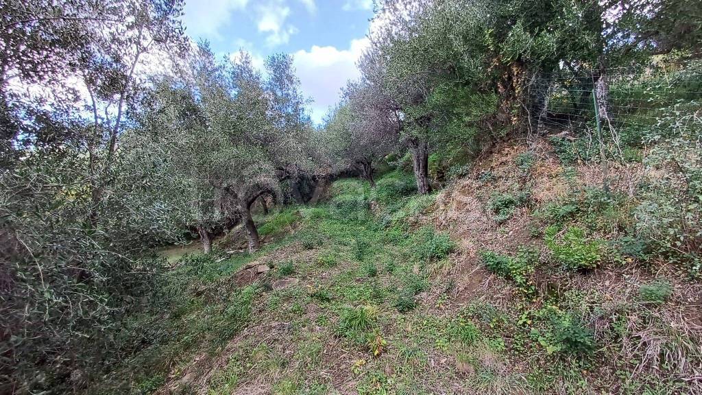 immagine annuncio 6 di 9