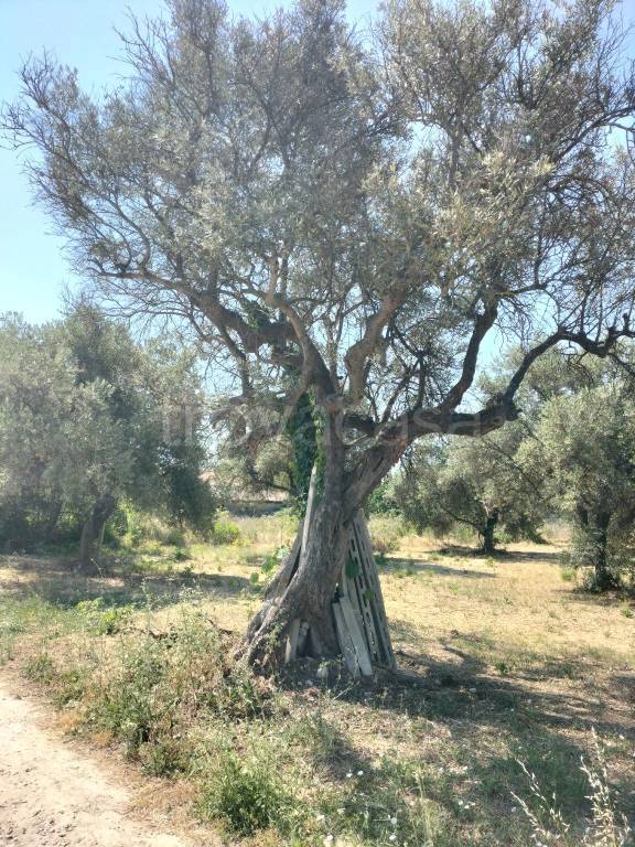 immagine annuncio 3 di 9