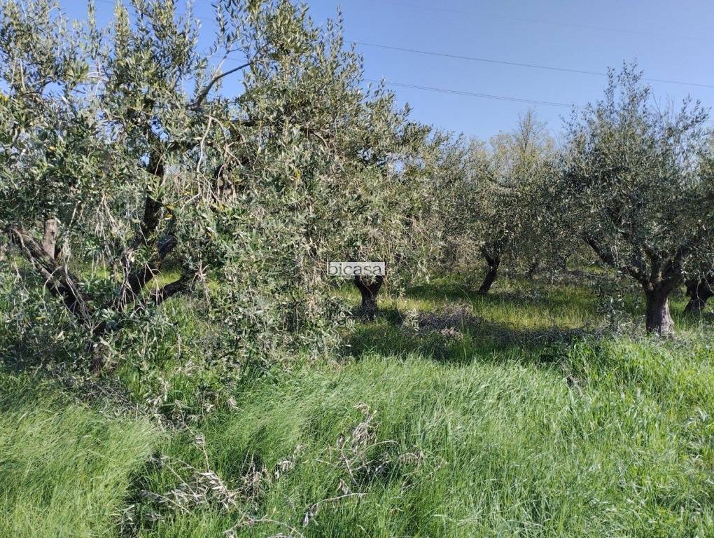 immagine annuncio 10 di 13