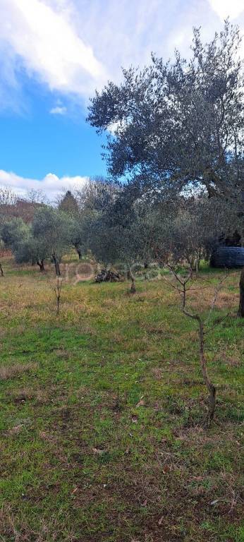 immagine annuncio 4 di 13