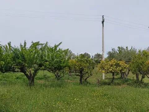 immagine annuncio 3 di 8