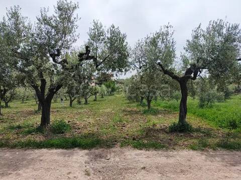 immagine annuncio 4 di 8