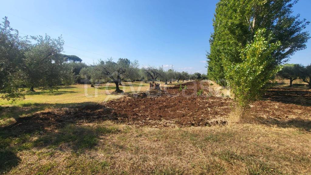 immagine annuncio 2 di 8