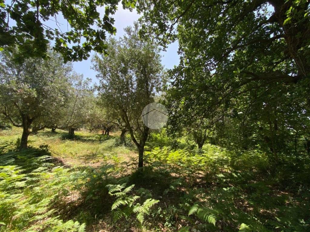 immagine annuncio 5 di 11