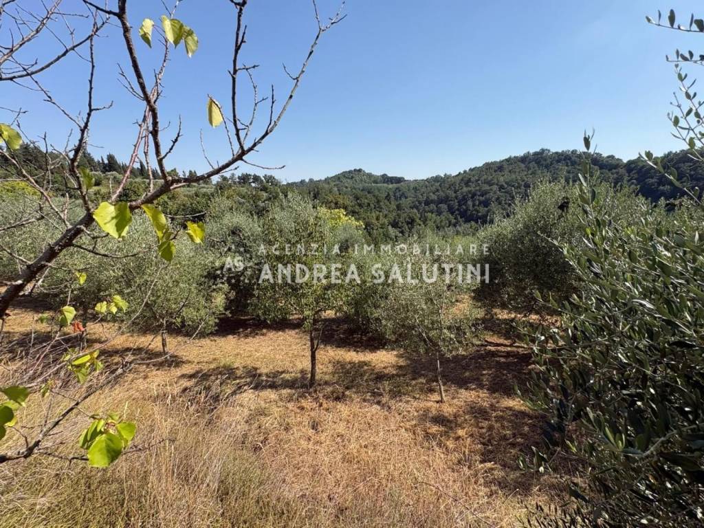 immagine annuncio 3 di 8