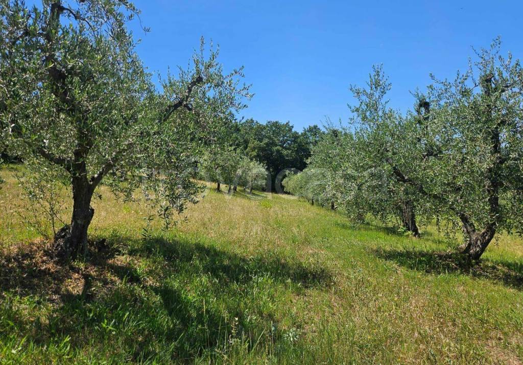 immagine annuncio 5 di 14