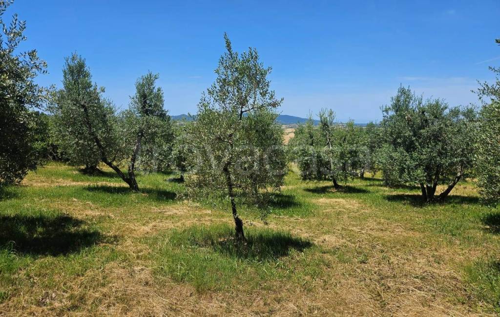 immagine annuncio 6 di 14