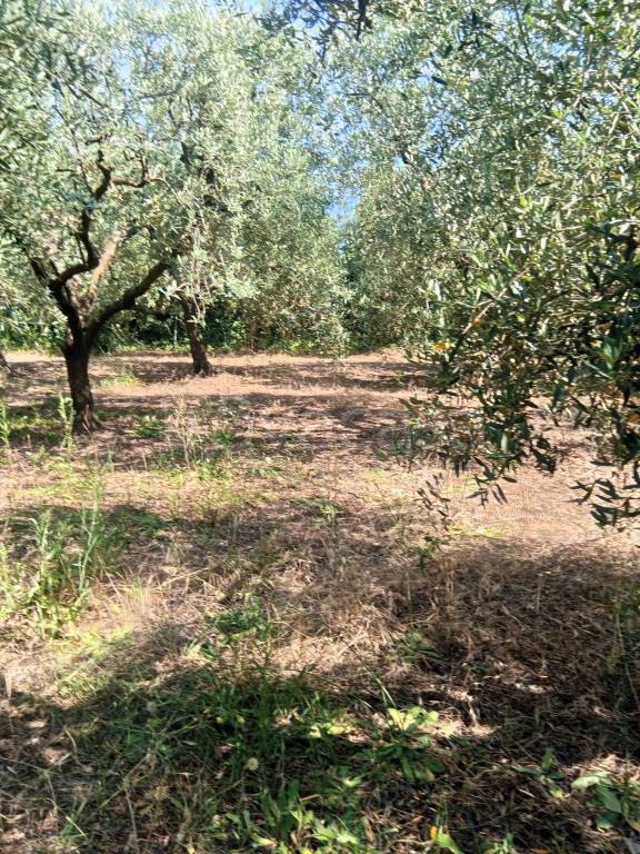 immagine annuncio 3 di 6