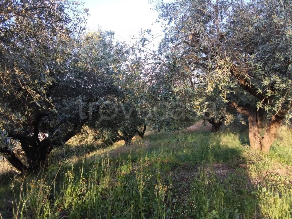 immagine annuncio 1 di 8