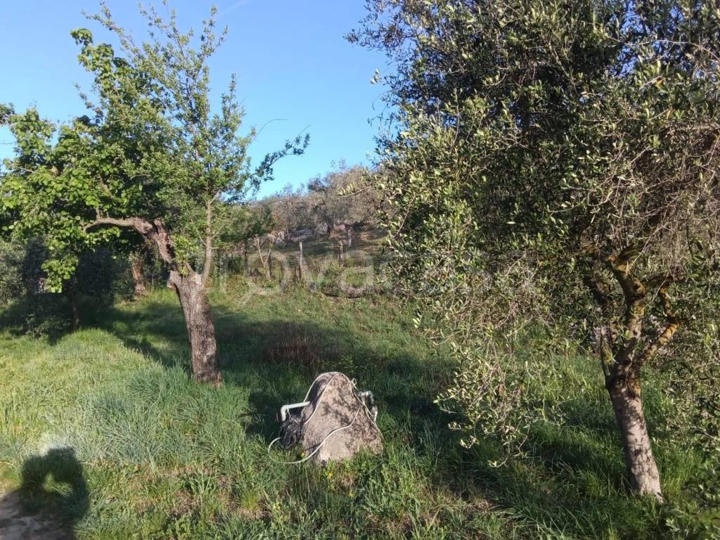 immagine annuncio 4 di 8