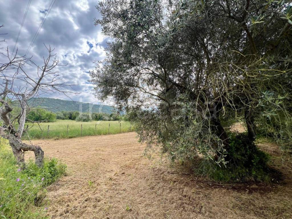 immagine annuncio 7 di 8