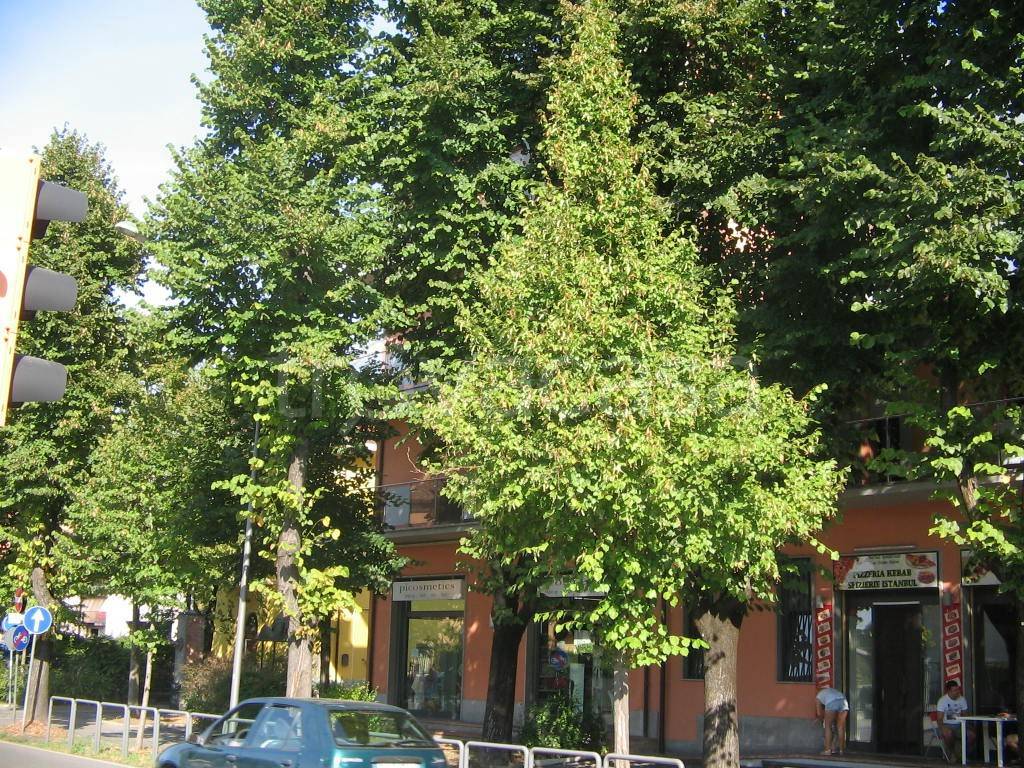 immagine annuncio 6 di 14