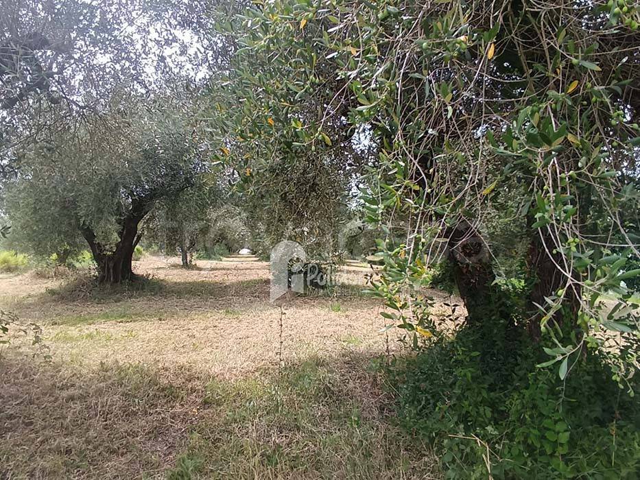 immagine annuncio 10 di 13