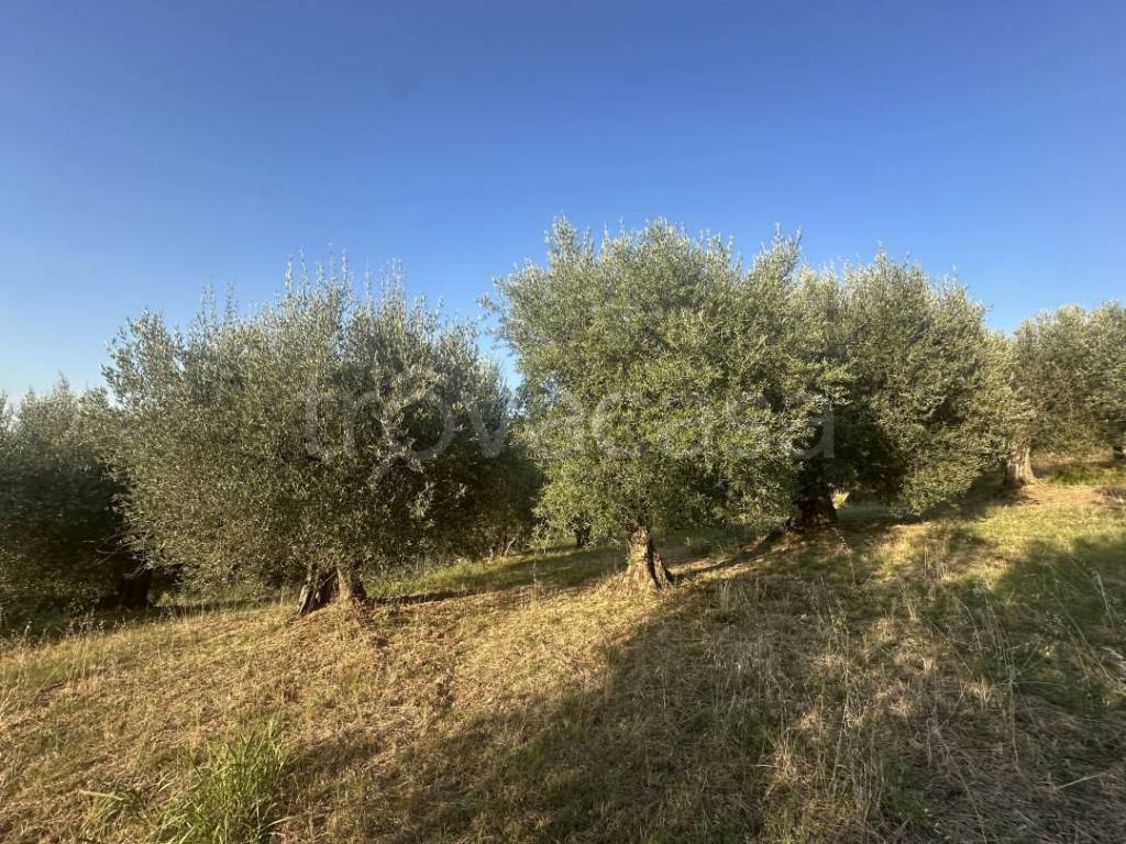 immagine annuncio 5 di 8