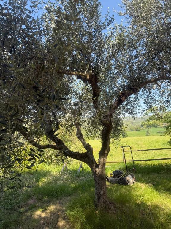 immagine annuncio 5 di 6