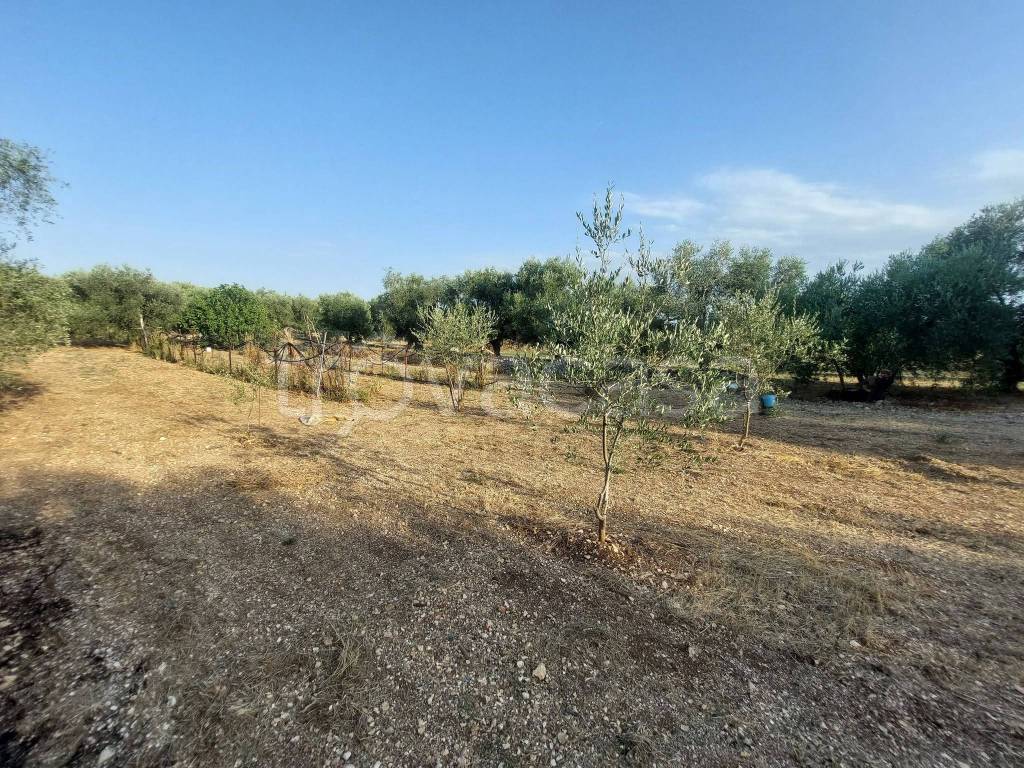 immagine annuncio 6 di 11