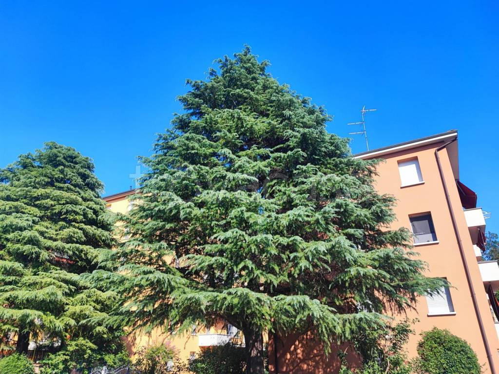 immagine annuncio 2 di 7