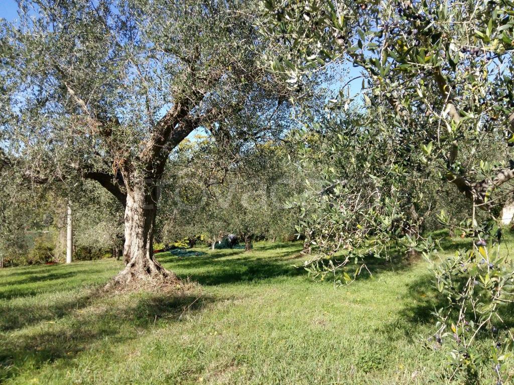 immagine annuncio 1 di 6