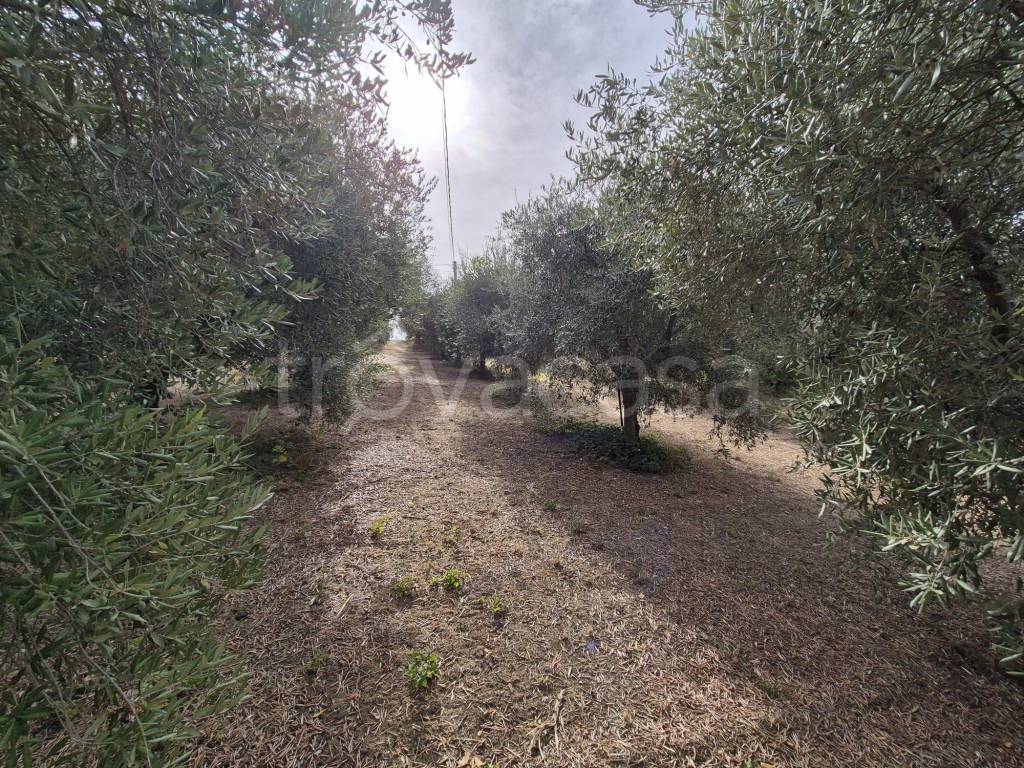 immagine annuncio 3 di 6