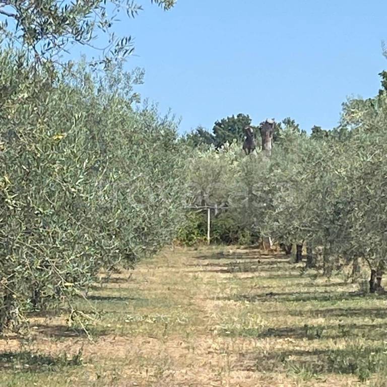 immagine annuncio 4 di 9