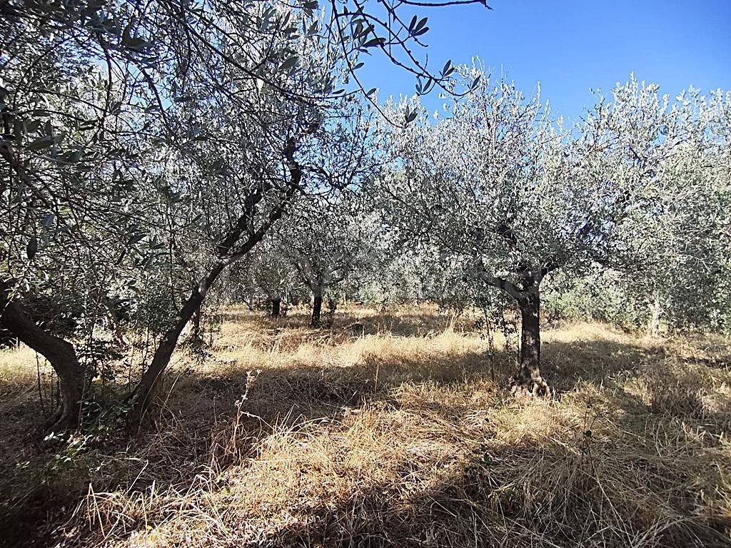 immagine annuncio 5 di 13
