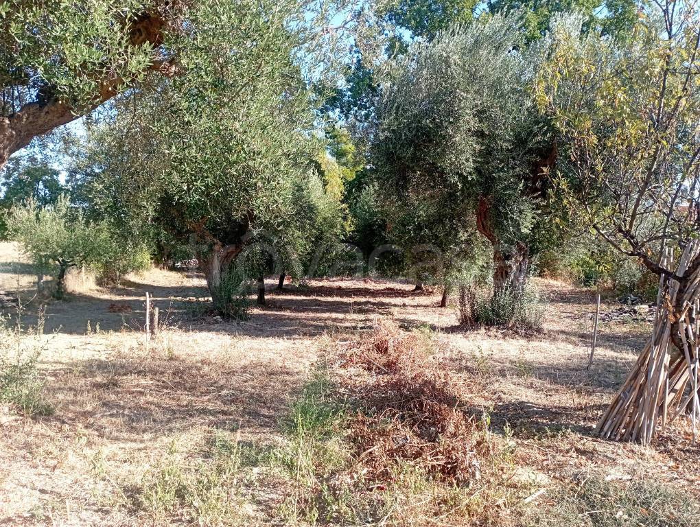 immagine annuncio 7 di 8