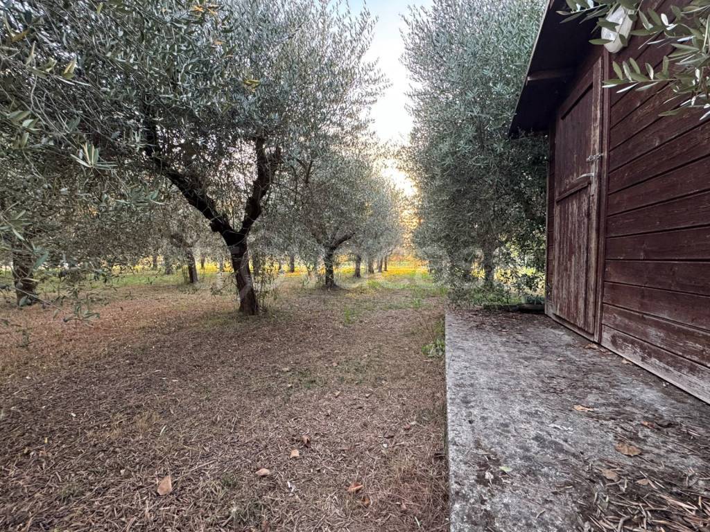 immagine annuncio 6 di 13